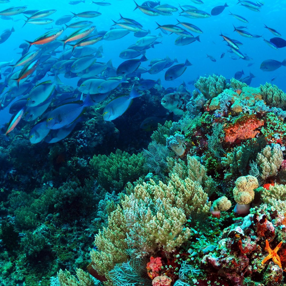 unveiling-the-biodiversity-paradigm-an-emerging-risk-frontier-for