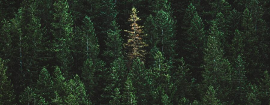 Decarbonizing the bond portfolio: a systematic approach to climate-aligned fixed income indices